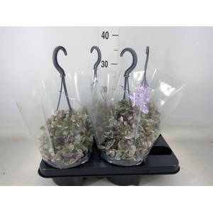 Ceropegia woodii 'Variegata'