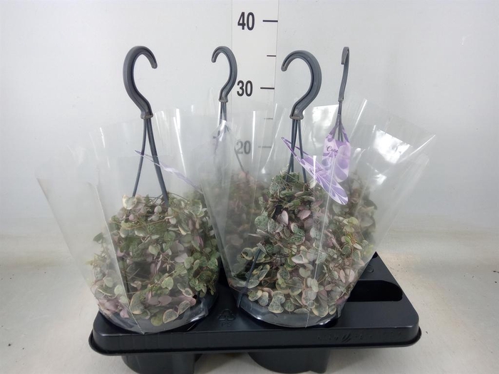 <h4>Ceropegia woodii 'Variegata'</h4>