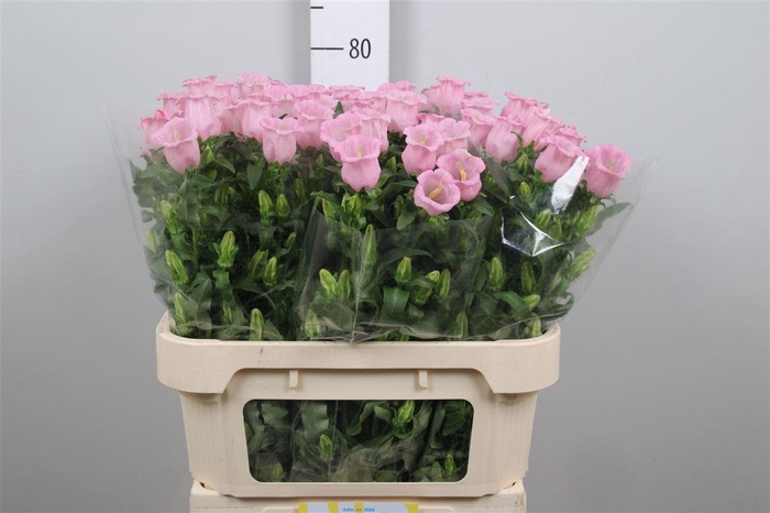 <h4>Camp M Pearl Pink</h4>