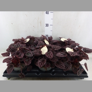 Peperomia