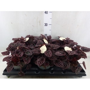 Peperomia