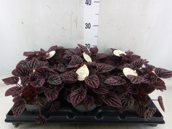 <h4>Peperomia</h4>