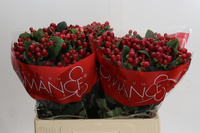 <h4>HYP TRUE ROMANCE</h4>