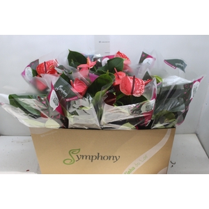 ANTHURIUM VARIADO P15