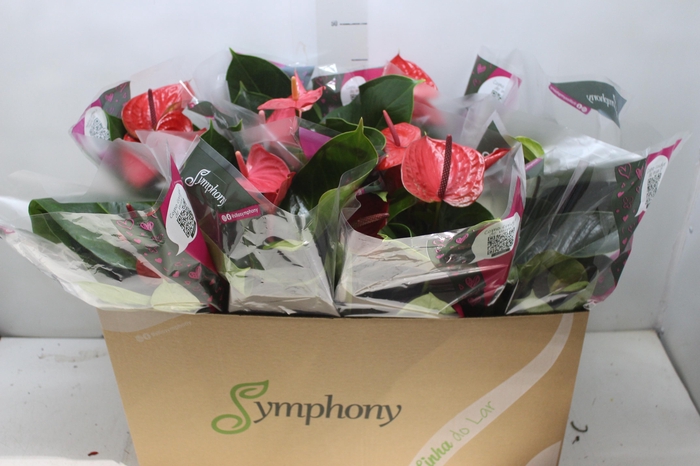 <h4>ANTHURIUM VARIADO P15</h4>