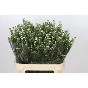 Aster Paquita