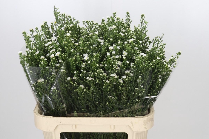 <h4>Aster Paquita</h4>