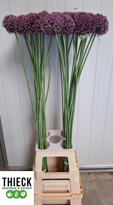 <h4>Allium Pink Lady</h4>