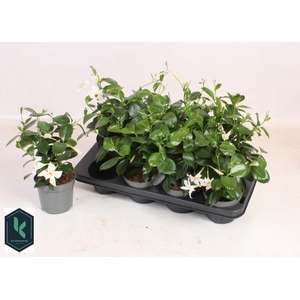 MANDE RIO WHITE