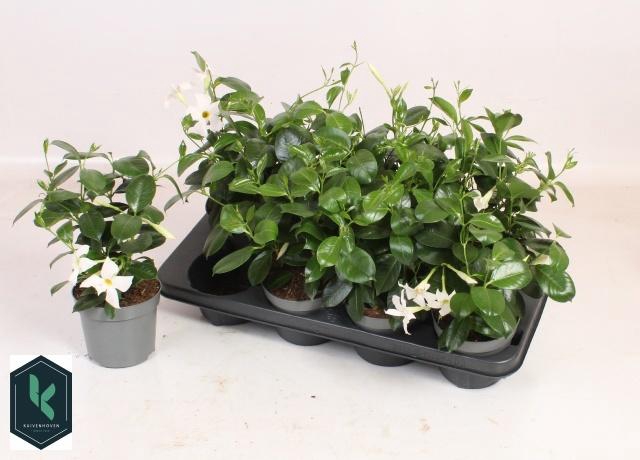 <h4>MANDE RIO WHITE</h4>