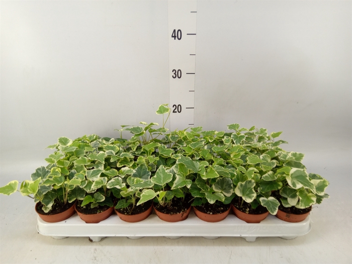 <h4>Hedera helix 'White Wonder'</h4>