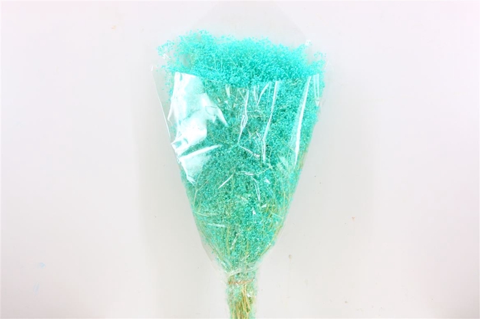 Pres Gyps Mini Aqua Bunch Slv