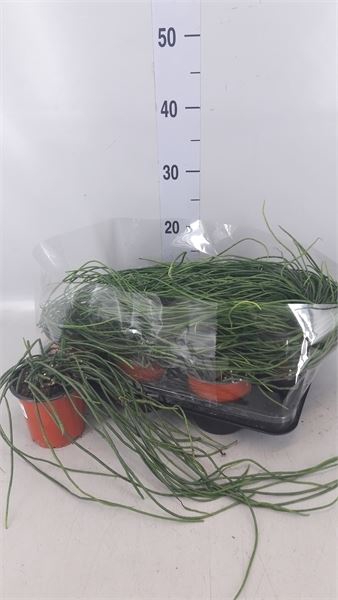 <h4>Rhipsalis   ...</h4>