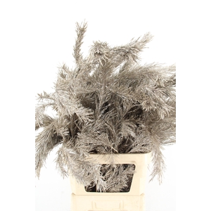 Pinus Alaska per stem 100cm Metalic Creme