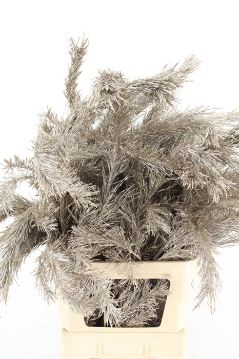 <h4>Pinus Alaska per stem 130cm Metalic Creme</h4>