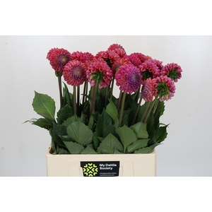Dahlia Caitlin's Joy
