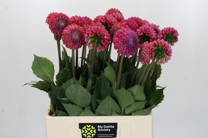 <h4>Dahlia Caitlin's Joy</h4>