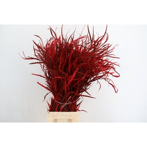 DECORGROEN KLB BS H%
