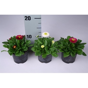 Bellis perennis Rusher mixkar