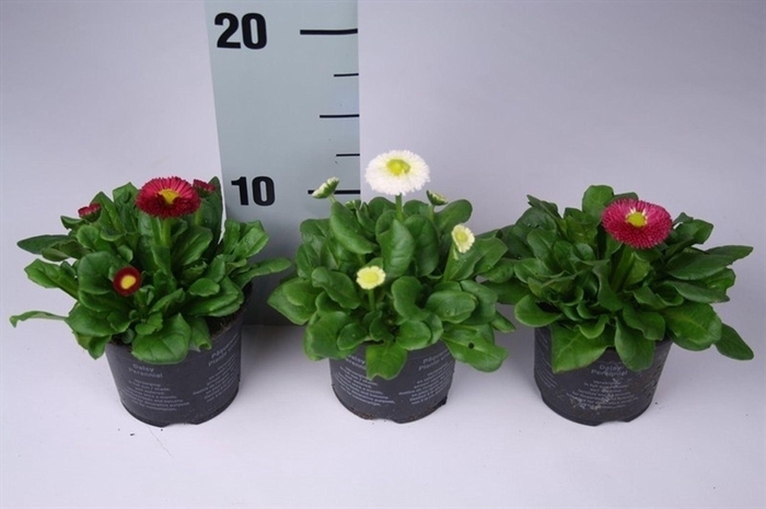 <h4>Bellis perennis Rusher mixkar</h4>