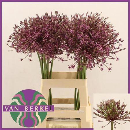 <h4>Allium Spider</h4>