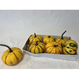 CUCURBITA