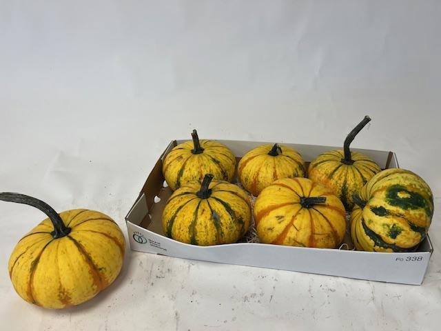 <h4>CUCURBITA</h4>