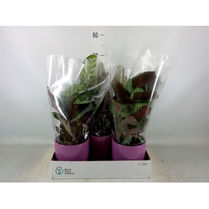 Calathea   ...mix 3