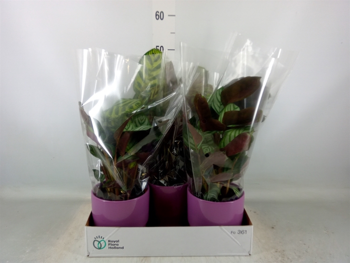 <h4>Calathea   ...mix 3</h4>