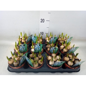 Muscari  'Magic Blue'