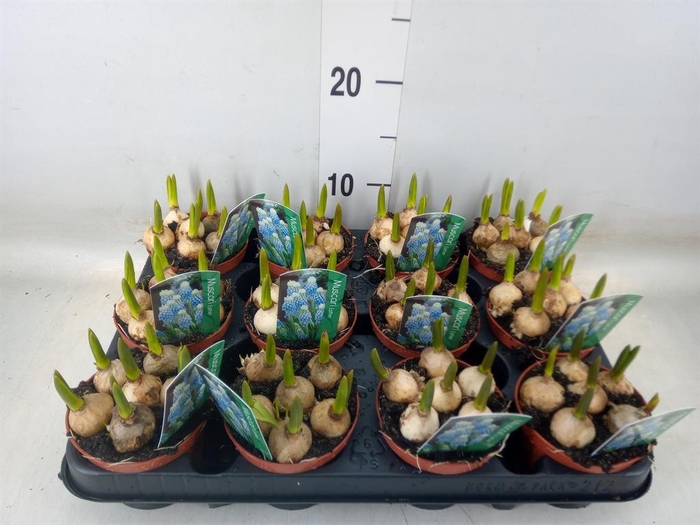 <h4>Muscari  'Magic Blue'</h4>