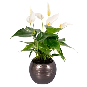 Anthurium Lilli White in bolpot goud