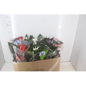ANTHURIUM VARIADO P15