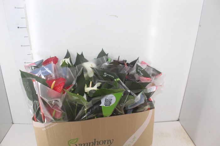 <h4>ANTHURIUM VARIADO P15</h4>