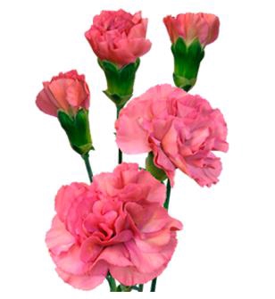 <h4>Di Tr Mocca Sweet</h4>