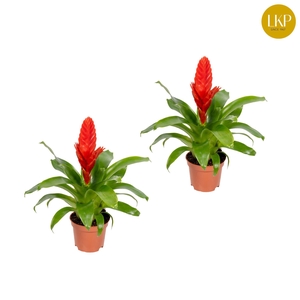 Vriesea Kallisto Rood (Zonder Hoes)