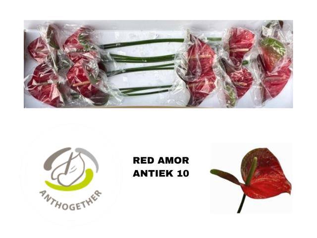 <h4>ANTH A RED AMOR</h4>