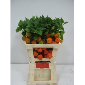 PHYSALIS LAMPION TAK