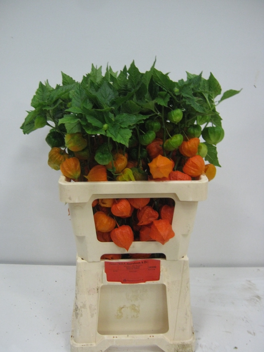 <h4>PHYSALIS LAMPION TAK</h4>