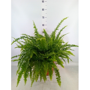 Nephrolepis exal. 'Green Lady'