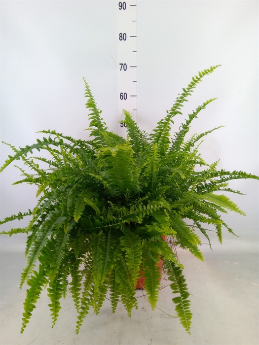 <h4>Nephrolepis exal. 'Green Lady'</h4>