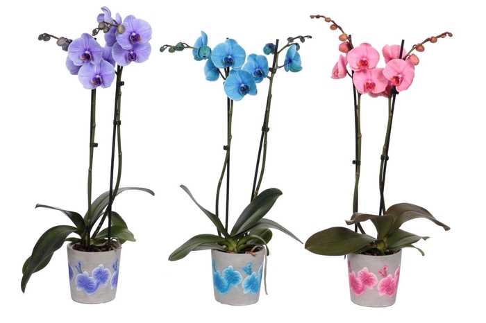 <h4>Fiore Mix Phal I Am Mix 2T14+</h4>