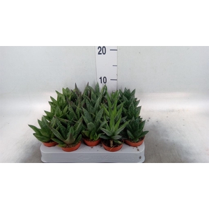 Aloe   ...mix