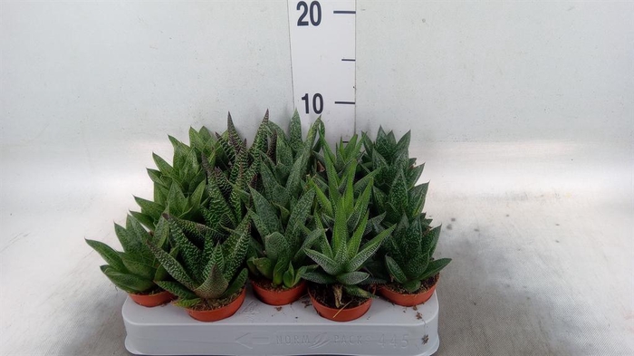 <h4>Aloe   ...mix</h4>