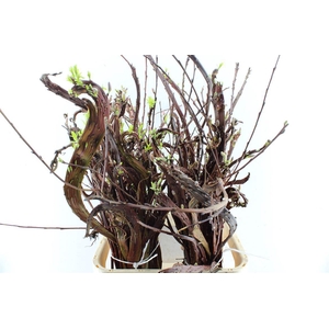 Salix Sekka Bandwilg