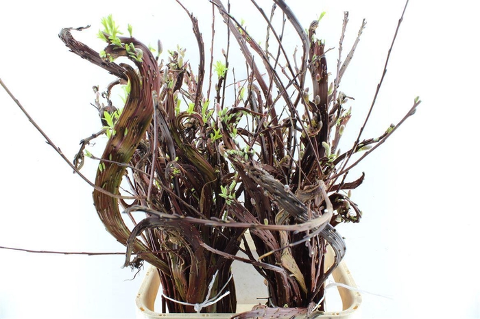 <h4>Salix Sekka Bandwilg</h4>