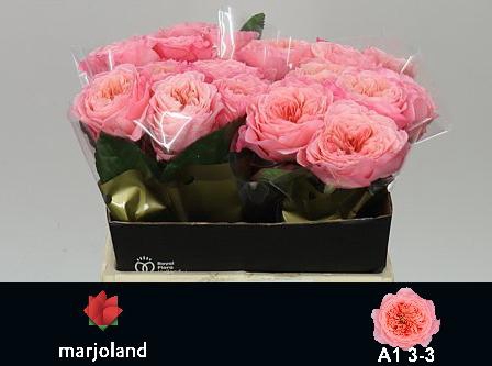 <h4>R GR MAYFIELD! JONG GEWAS 3-3 A1</h4>