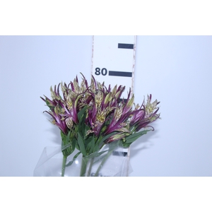 ALSTROEMERIA SCORPION 080 CM BICOLOR