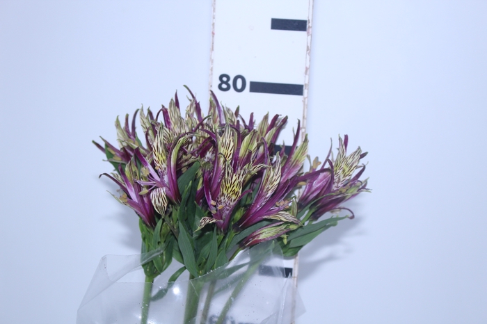 ALSTROEMERIA SCORPION 080 CM BICOLOR