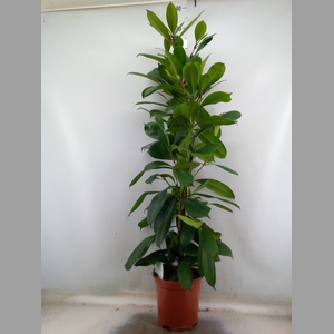 Ficus cyathistipula